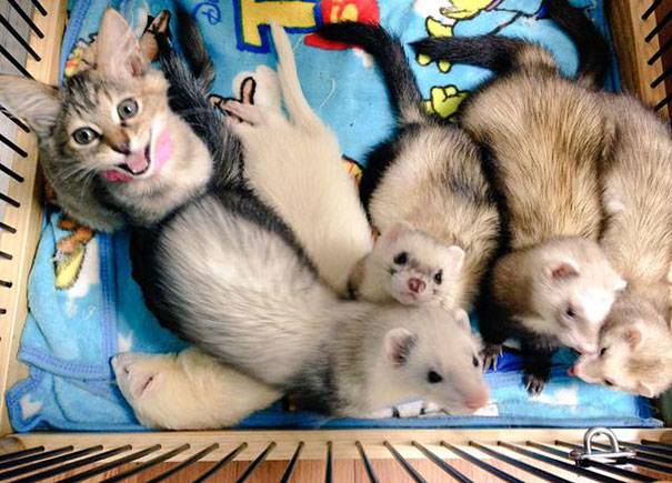 Rescue Kitten Adopted By 5 Ferrets Thinks It’s A Ferret Too Rescue Kitten Adopted By 5 Ferrets Thinks It’s A Ferret Too