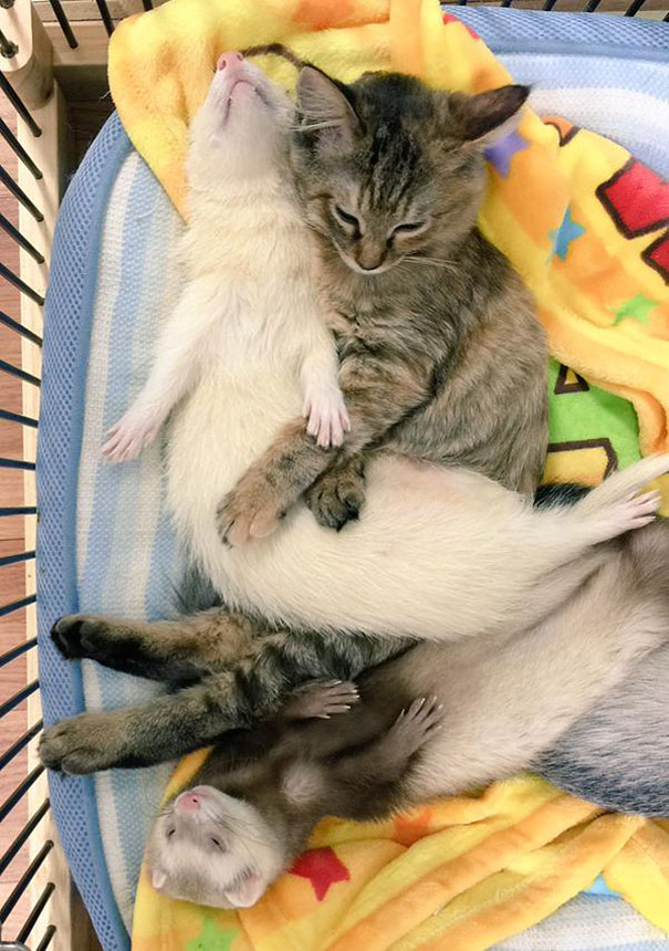 Rescue Kitten Adopted By 5 Ferrets Thinks It’s A Ferret Too Rescue Kitten Adopted By 5 Ferrets Thinks It’s A Ferret Too