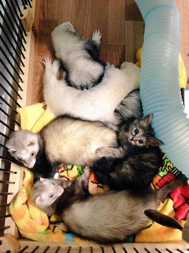 Rescue Kitten Adopted By 5 Ferrets Thinks It’s A Ferret Too Rescue Kitten Adopted By 5 Ferrets Thinks It’s A Ferret Too