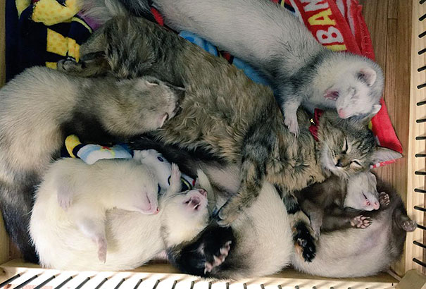 Rescue Kitten Adopted By 5 Ferrets Thinks It’s A Ferret Too Rescue Kitten Adopted By 5 Ferrets Thinks It’s A Ferret Too