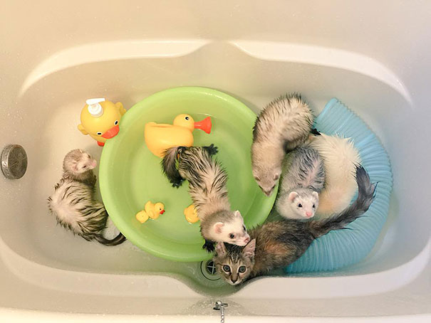 Rescue Kitten Adopted By 5 Ferrets Thinks It’s A Ferret Too Rescue Kitten Adopted By 5 Ferrets Thinks It’s A Ferret Too