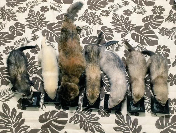 Rescue Kitten Adopted By 5 Ferrets Thinks It’s A Ferret Too Rescue Kitten Adopted By 5 Ferrets Thinks It’s A Ferret Too