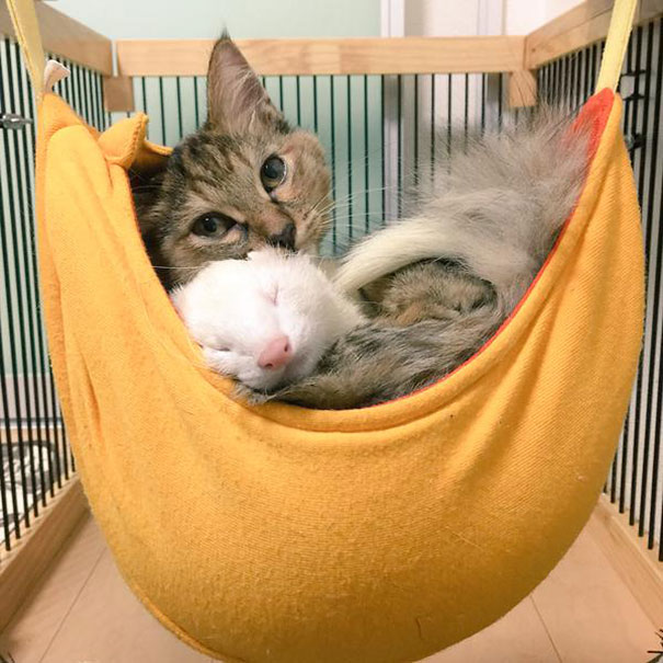 Rescue Kitten Adopted By 5 Ferrets Thinks It’s A Ferret Too Rescue Kitten Adopted By 5 Ferrets Thinks It’s A Ferret Too