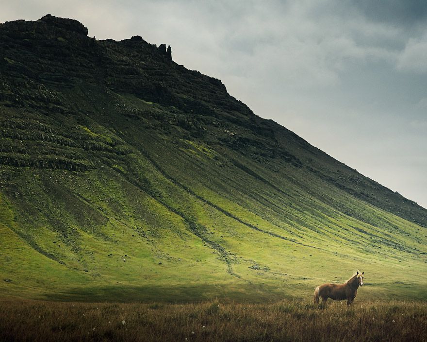 I Captured Icelandic Horses That Live In A World Of Green