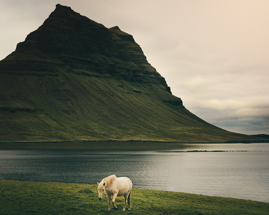 I Captured Icelandic Horses That Live In A World Of Green