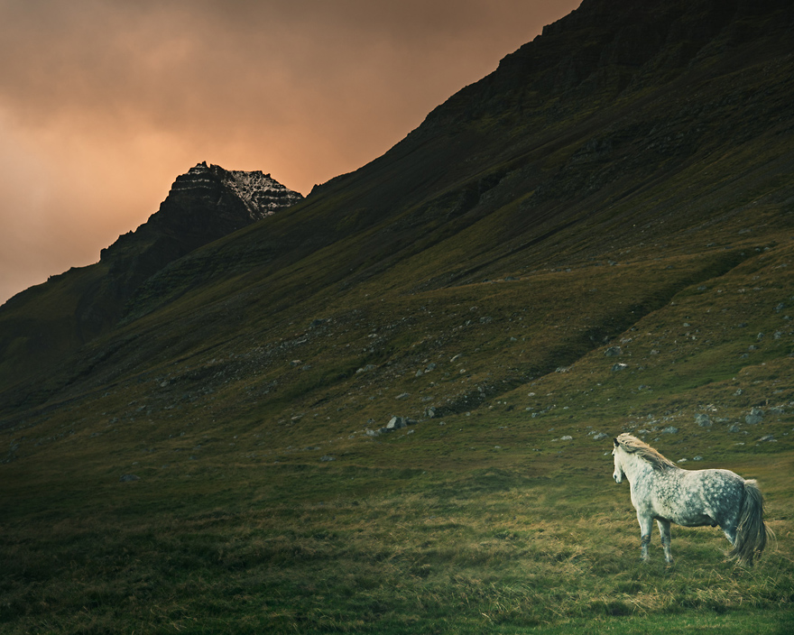 I Captured Icelandic Horses That Live In A World Of Green