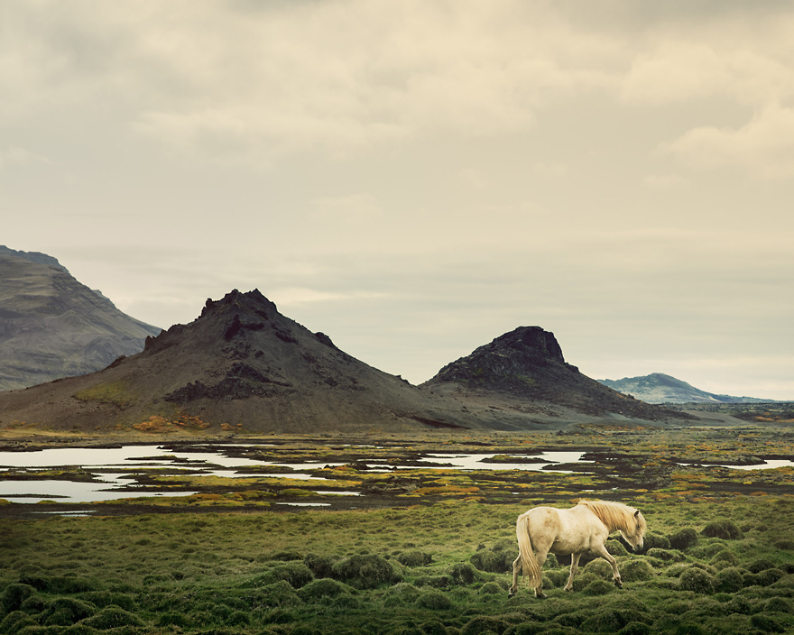 I Captured Icelandic Horses That Live In A World Of Green