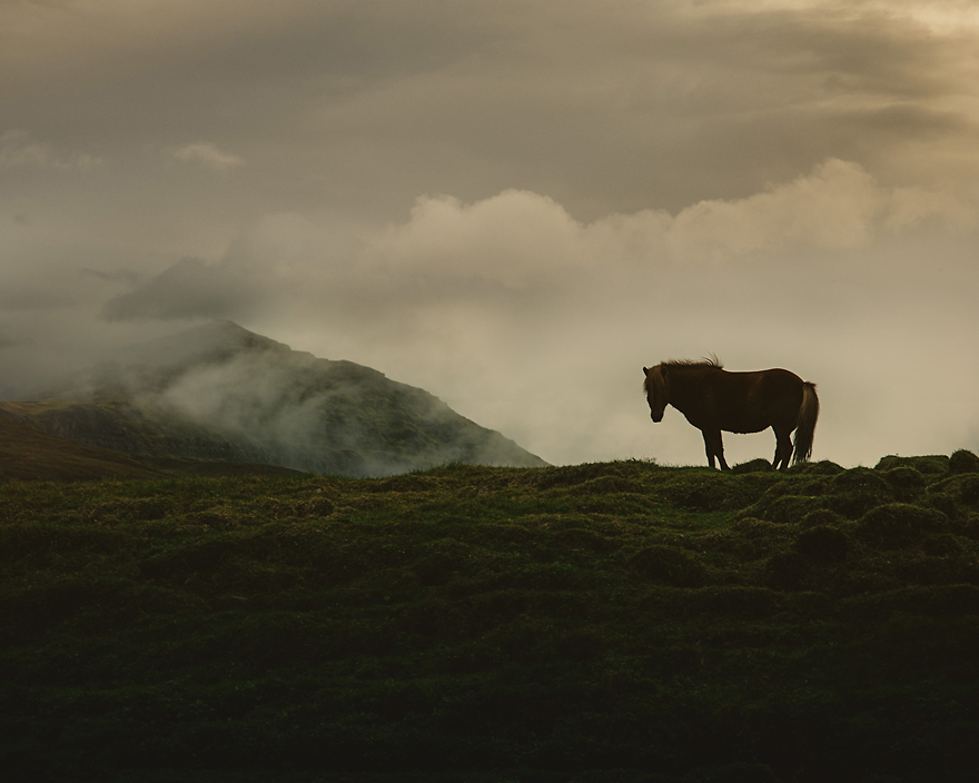 I Captured Icelandic Horses That Live In A World Of Green