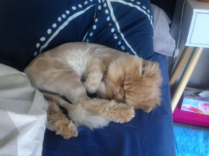 My Cat Sits Like A Human And Always Sticks His Tongue Out My Cat Sits Like A Human And Always Sticks His Tongue Out