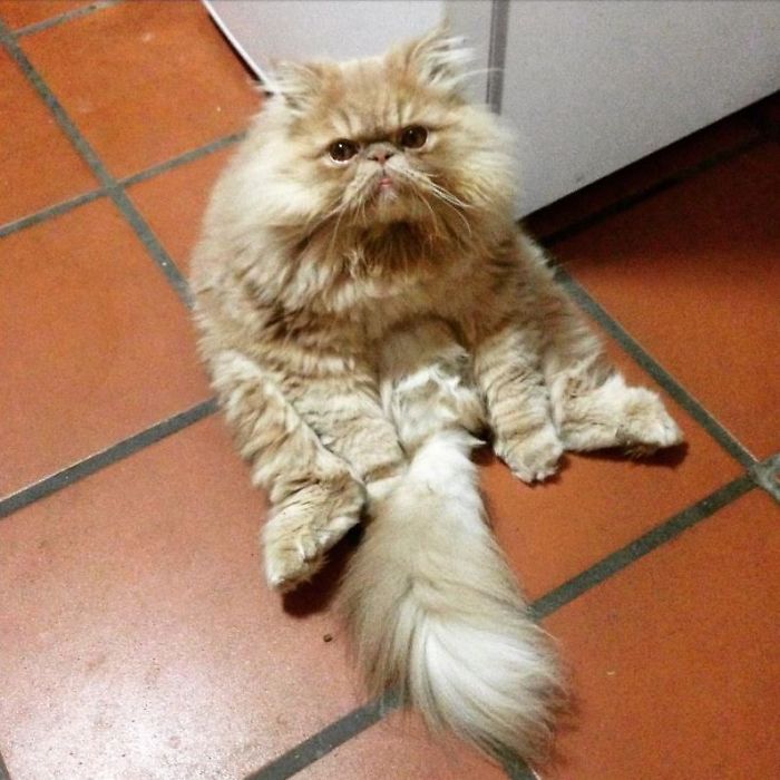 My Cat Sits Like A Human And Always Sticks His Tongue Out My Cat Sits Like A Human And Always Sticks His Tongue Out