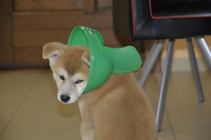 78 Dogs That Immediately Regretted Their Poor Life Choices 78 Dogs That Immediately Regretted Their Poor Life Choices