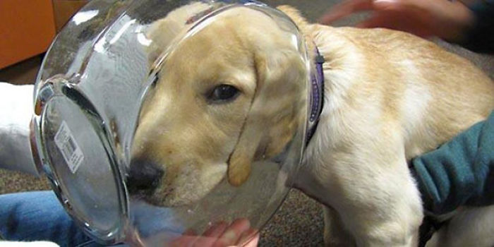 78 Dogs That Immediately Regretted Their Poor Life Choices 78 Dogs That Immediately Regretted Their Poor Life Choices