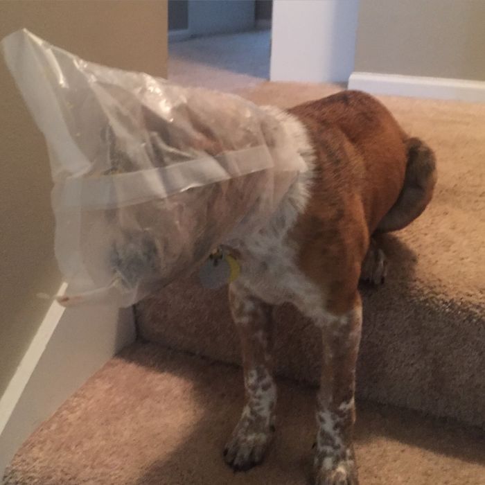 78 Dogs That Immediately Regretted Their Poor Life Choices 78 Dogs That Immediately Regretted Their Poor Life Choices