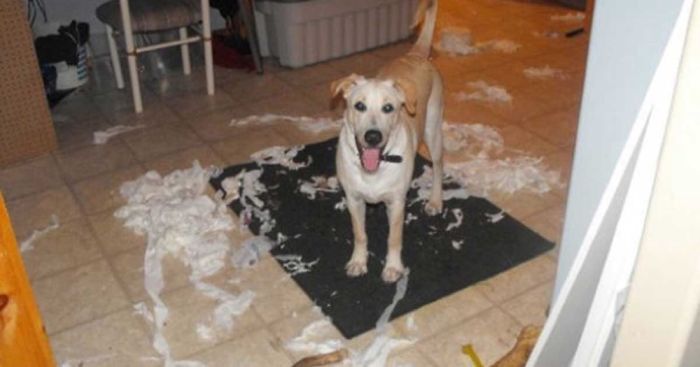 78 Dogs That Immediately Regretted Their Poor Life Choices 78 Dogs That Immediately Regretted Their Poor Life Choices