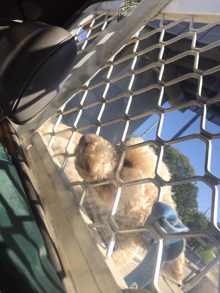 78 Dogs That Immediately Regretted Their Poor Life Choices 78 Dogs That Immediately Regretted Their Poor Life Choices