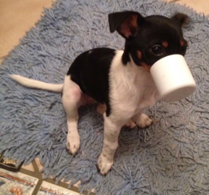 78 Dogs That Immediately Regretted Their Poor Life Choices 78 Dogs That Immediately Regretted Their Poor Life Choices