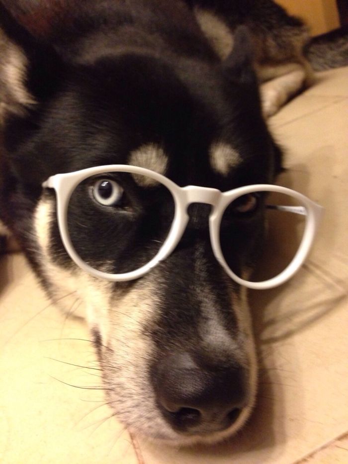 78 Dogs That Immediately Regretted Their Poor Life Choices 78 Dogs That Immediately Regretted Their Poor Life Choices