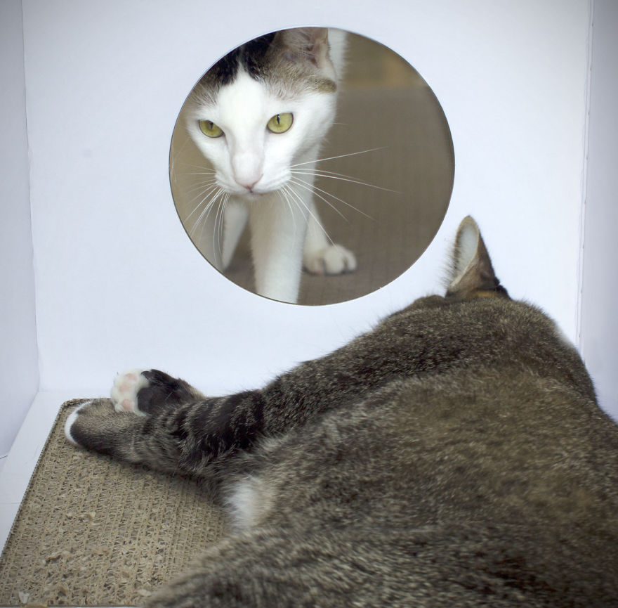 These Eco-Friendly Cat Playhouses Look Like Big Milk Cartons These Eco-Friendly Cat Playhouses Look Like Big Milk Cartons