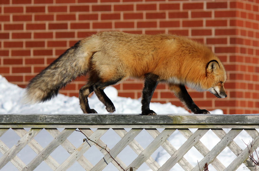 3 Foxes Decided To Live In My Backyard During Winter 3 Foxes Decided To Live In My Backyard During Winter