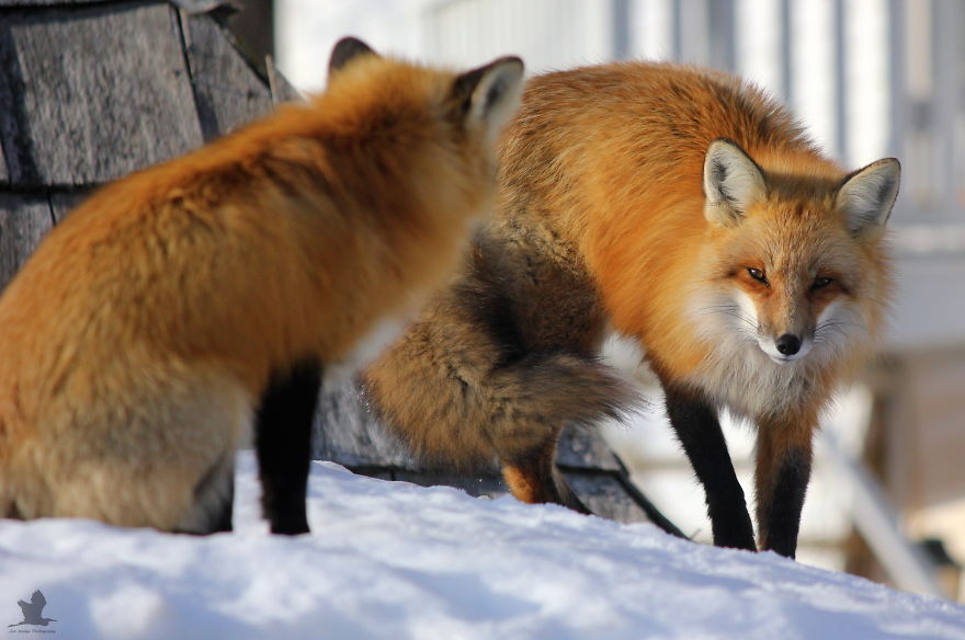 3 Foxes Decided To Live In My Backyard During Winter 3 Foxes Decided To Live In My Backyard During Winter