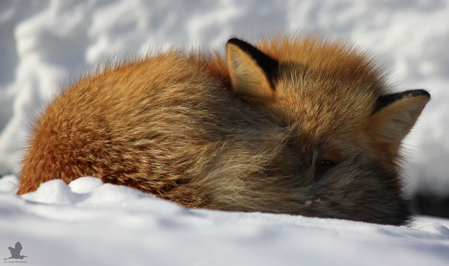 3 Foxes Decided To Live In My Backyard During Winter 3 Foxes Decided To Live In My Backyard During Winter