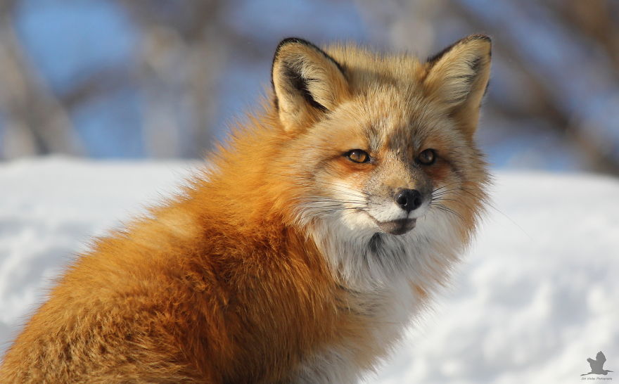 3 Foxes Decided To Live In My Backyard During Winter 3 Foxes Decided To Live In My Backyard During Winter