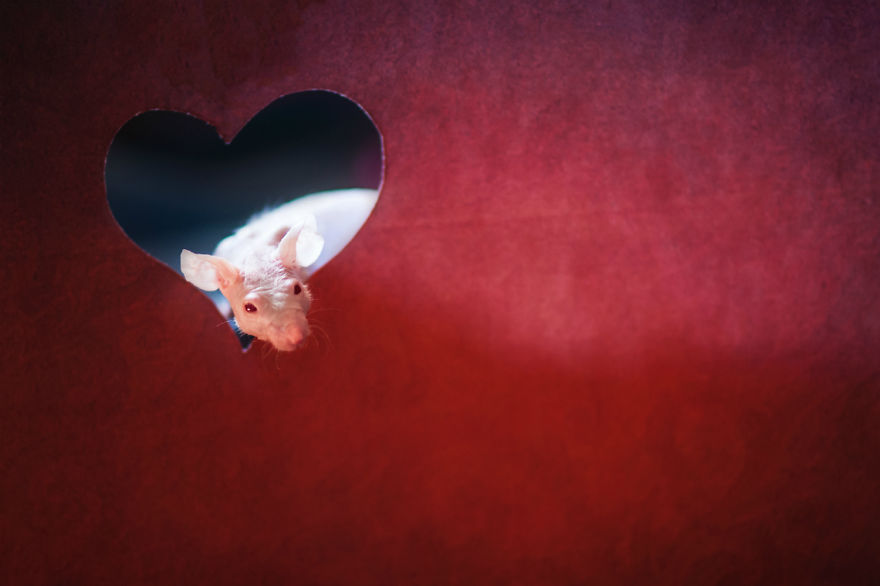 I Photographed Ex-Lab Animals As Characters From The Little Prince To Help Them Find Homes I Photographed Ex-Lab Animals As Characters From The Little Prince To Help Them Find Homes