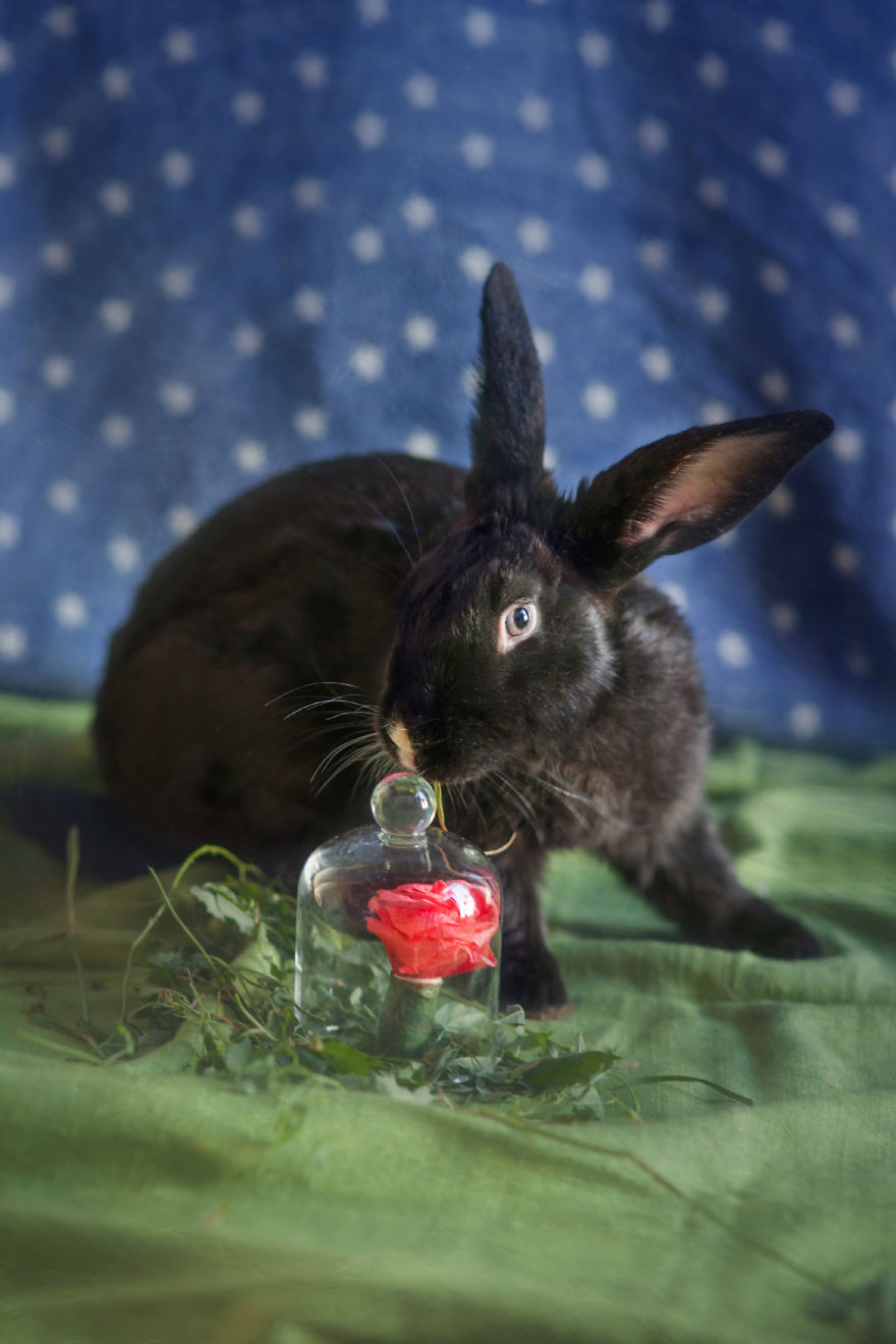 I Photographed Ex-Lab Animals As Characters From The Little Prince To Help Them Find Homes I Photographed Ex-Lab Animals As Characters From The Little Prince To Help Them Find Homes