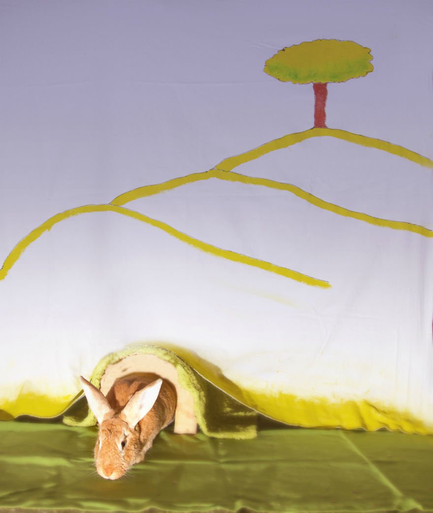 I Photographed Ex-Lab Animals As Characters From The Little Prince To Help Them Find Homes I Photographed Ex-Lab Animals As Characters From The Little Prince To Help Them Find Homes