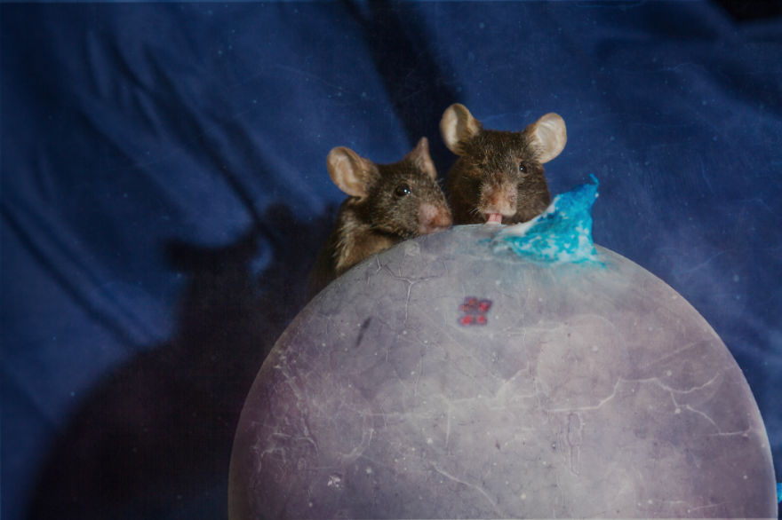 I Photographed Ex-Lab Animals As Characters From The Little Prince To Help Them Find Homes I Photographed Ex-Lab Animals As Characters From The Little Prince To Help Them Find Homes