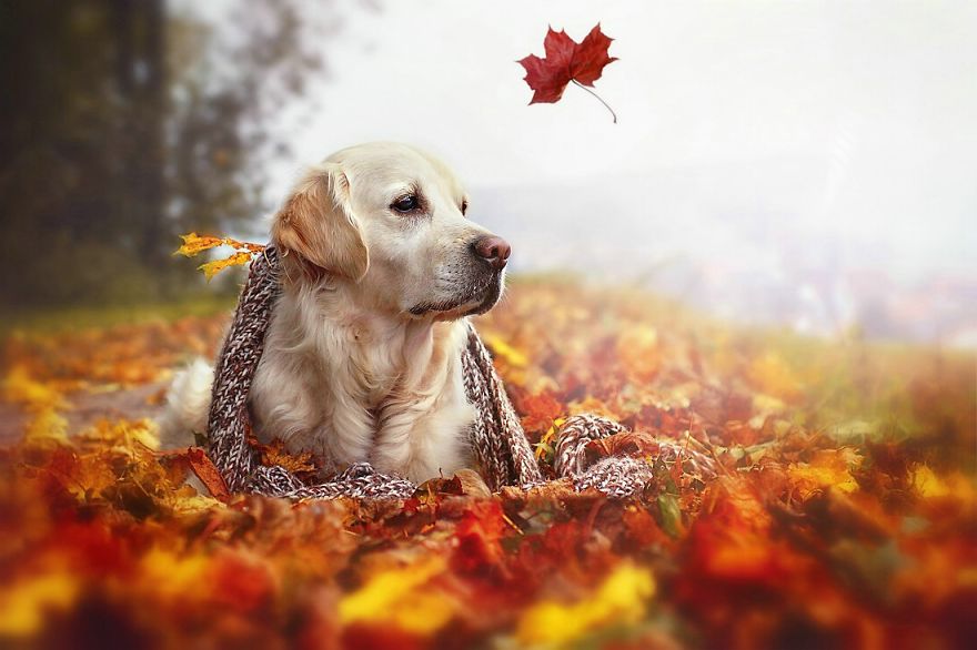 Autumn Dog: Me And My Golden Retriever Love This Time Of The Year Autumn Dog: Me And My Golden Retriever Love This Time Of The Year