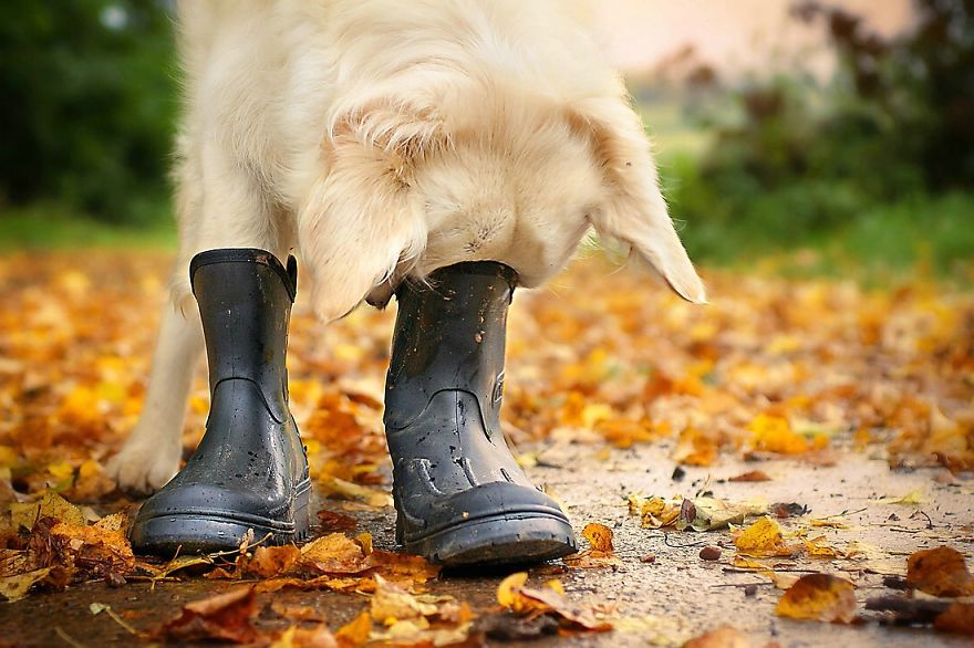 Autumn Dog: Me And My Golden Retriever Love This Time Of The Year Autumn Dog: Me And My Golden Retriever Love This Time Of The Year