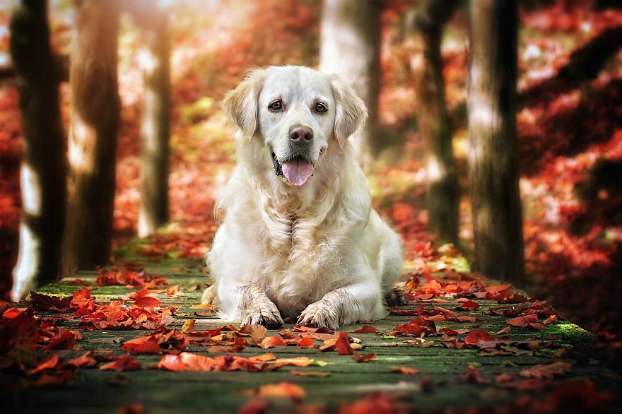 Autumn Dog: Me And My Golden Retriever Love This Time Of The Year Autumn Dog: Me And My Golden Retriever Love This Time Of The Year