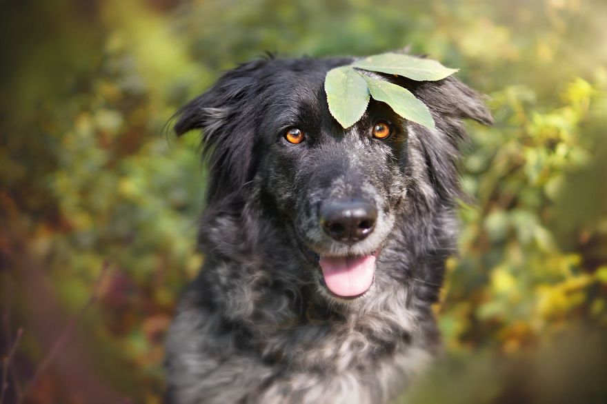 Autumn Dog: Me And My Golden Retriever Love This Time Of The Year Autumn Dog: Me And My Golden Retriever Love This Time Of The Year