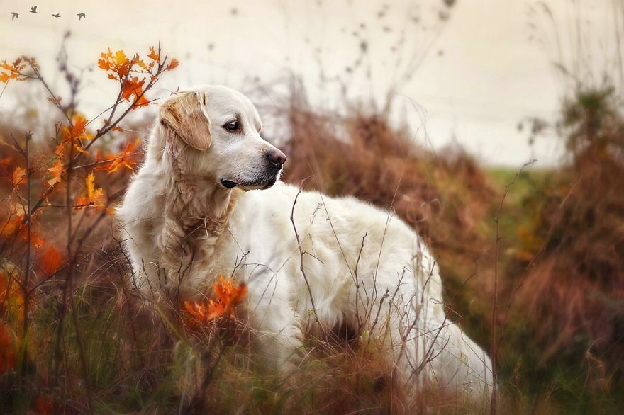 Autumn Dog: Me And My Golden Retriever Love This Time Of The Year Autumn Dog: Me And My Golden Retriever Love This Time Of The Year