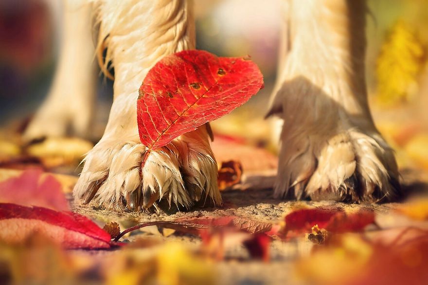 Autumn Dog: Me And My Golden Retriever Love This Time Of The Year Autumn Dog: Me And My Golden Retriever Love This Time Of The Year