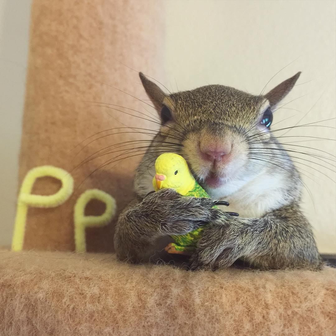 Squirrel Rescued After Hurricane Becomes Family&#8217;s Cutest Member