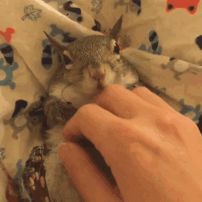 Squirrel Rescued After Hurricane Becomes Family&#8217;s Cutest Member