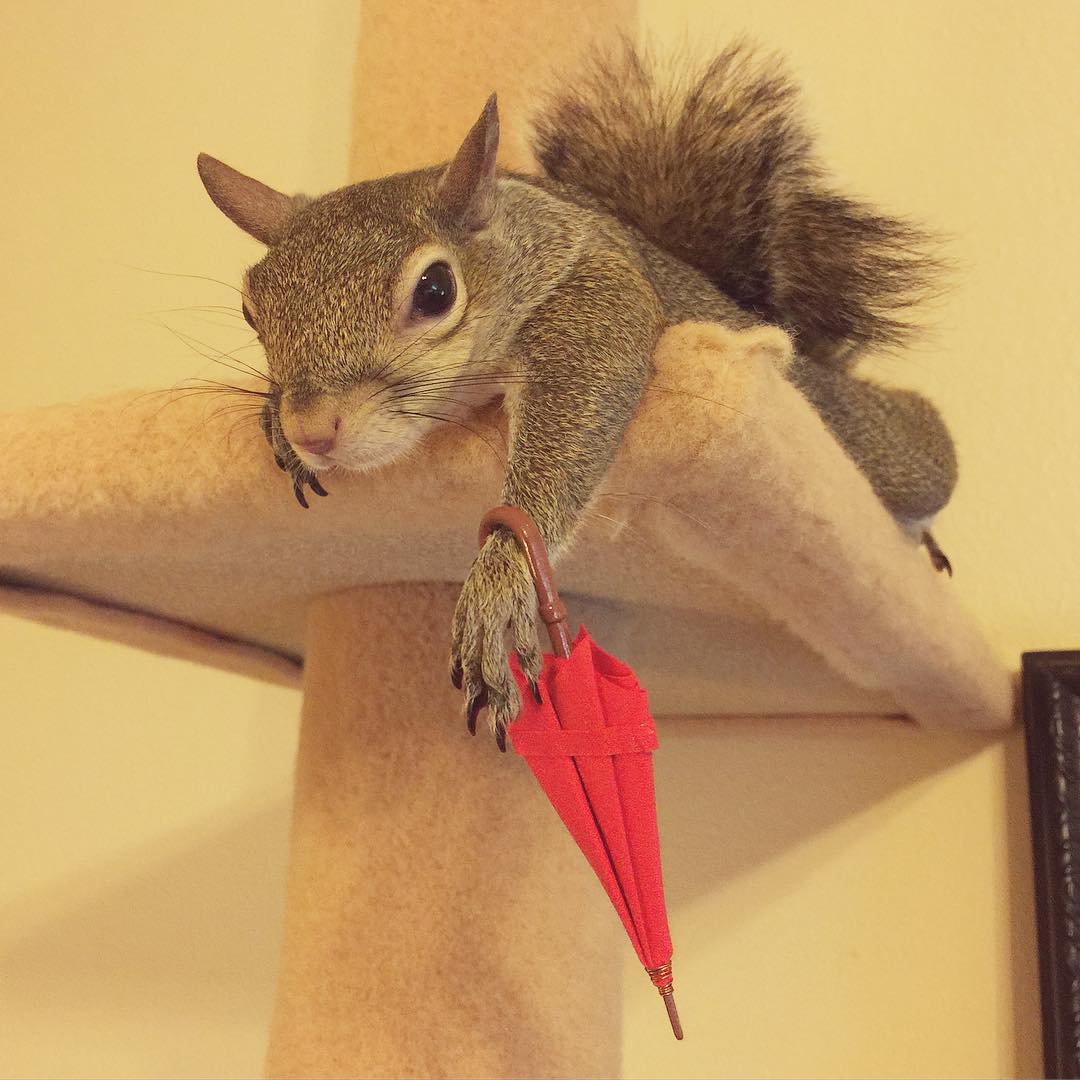 Squirrel Rescued After Hurricane Becomes Family&#8217;s Cutest Member