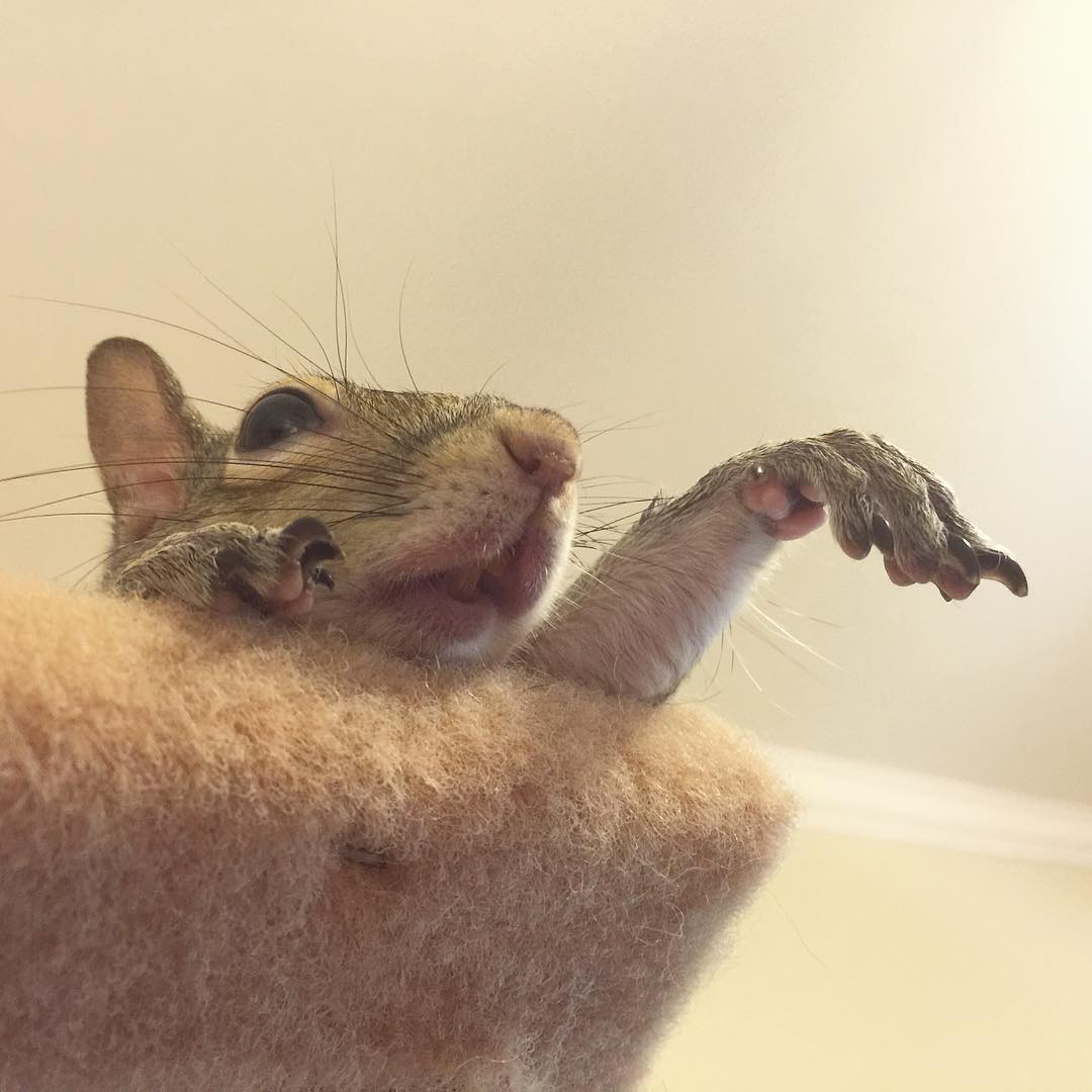 Squirrel Rescued After Hurricane Becomes Family&#8217;s Cutest Member