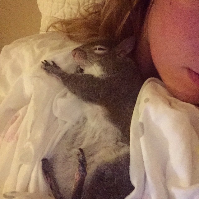 Squirrel Rescued After Hurricane Becomes Family&#8217;s Cutest Member