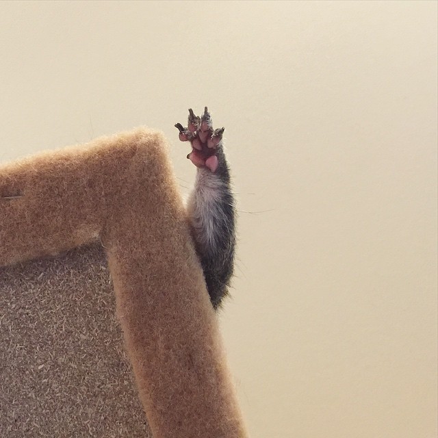 Squirrel Rescued After Hurricane Becomes Family&#8217;s Cutest Member