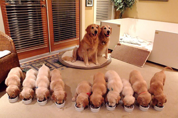 50 Proud Dog Mommies With Their Puppies