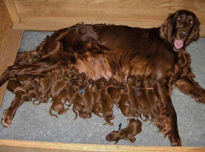 50 Proud Dog Mommies With Their Puppies