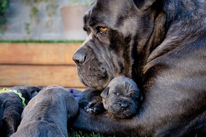 50 Proud Dog Mommies With Their Puppies