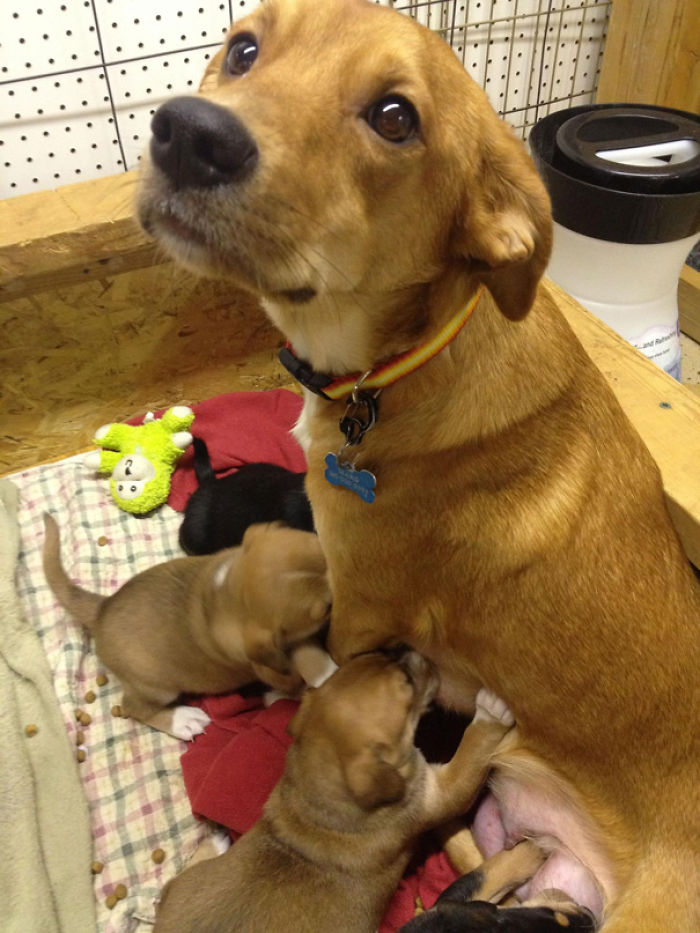 50 Proud Dog Mommies With Their Puppies