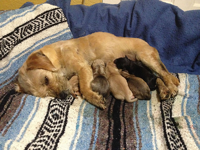 50 Proud Dog Mommies With Their Puppies