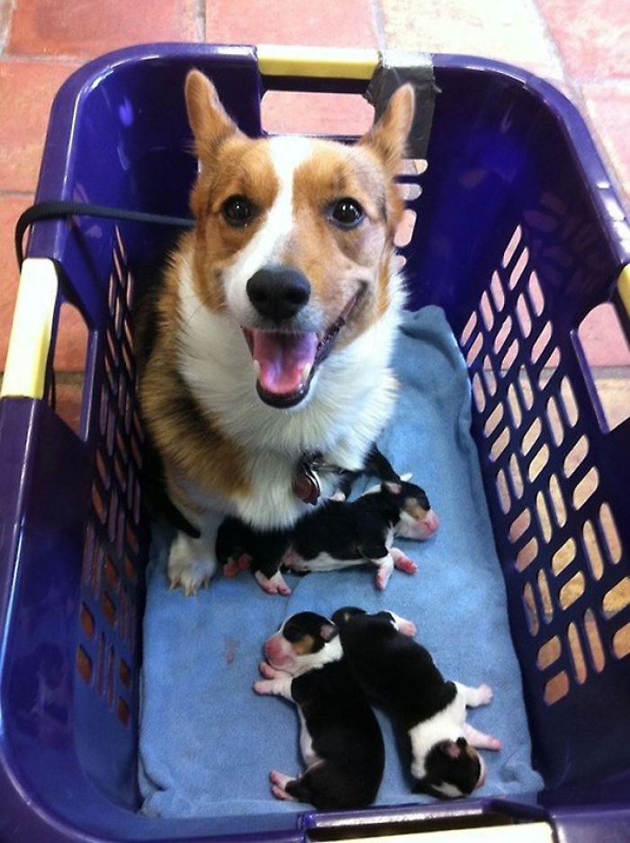 50 Proud Dog Mommies With Their Puppies