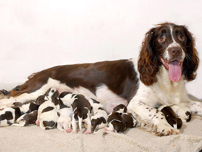50 Proud Dog Mommies With Their Puppies