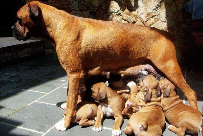 50 Proud Dog Mommies With Their Puppies